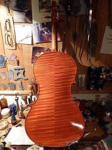 Viola chubby 1 varnished & setup back